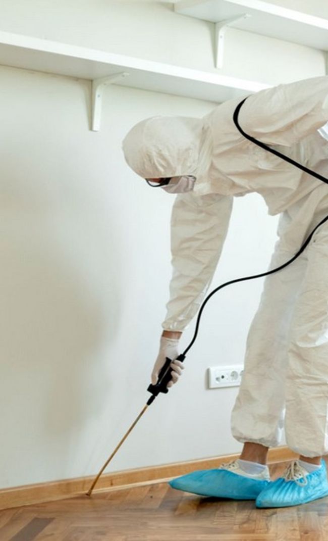 dedetizadora em Fortaleza